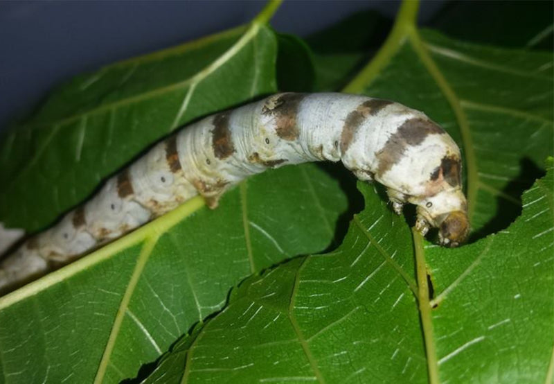 Load image into Gallery viewer, Live Silkworms Large
