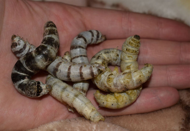 Load image into Gallery viewer, Large Teachers Pack