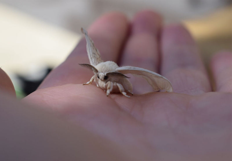 Load image into Gallery viewer, Large Teachers Pack