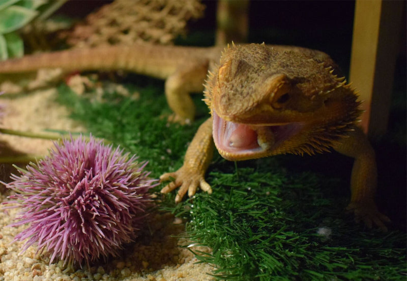 Load image into Gallery viewer, Pet Feeder Pack