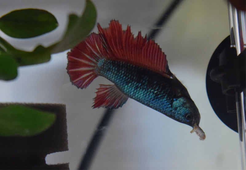 Load image into Gallery viewer, Pet Feeder Pack