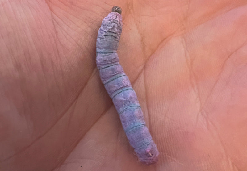 Load image into Gallery viewer, Exotic Silkworm Chow