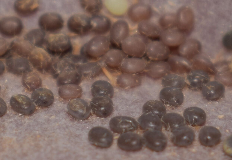 Load image into Gallery viewer, Tiger Silkworm Eggs