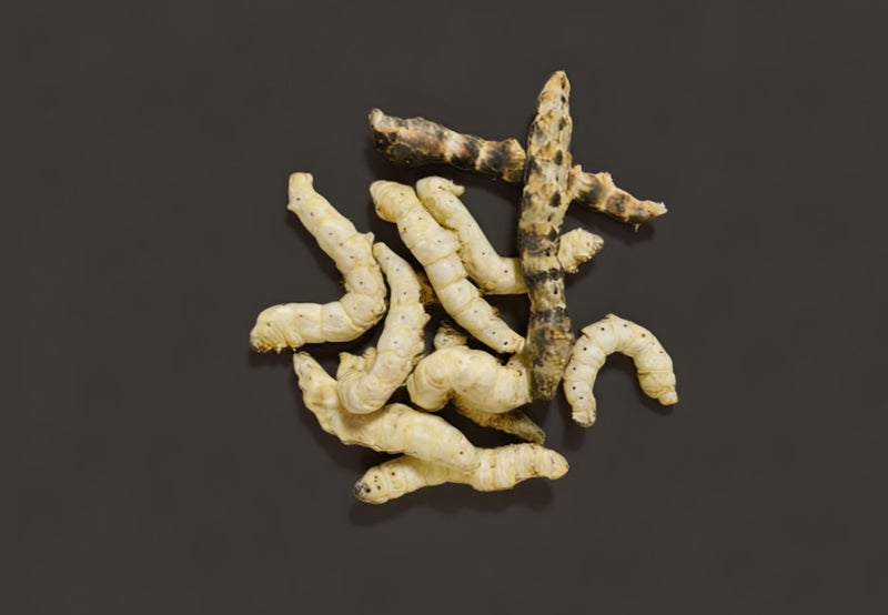 Load image into Gallery viewer, Freeze Dried Silkworms