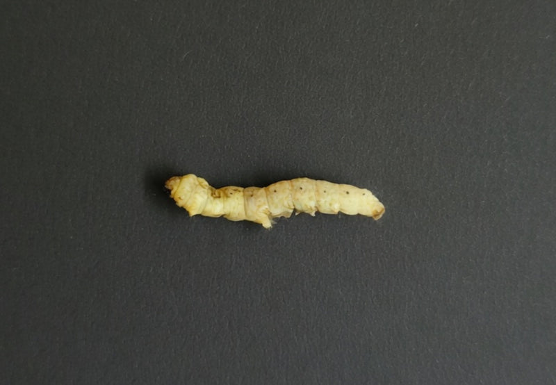Load image into Gallery viewer, Freeze Dried Silkworms