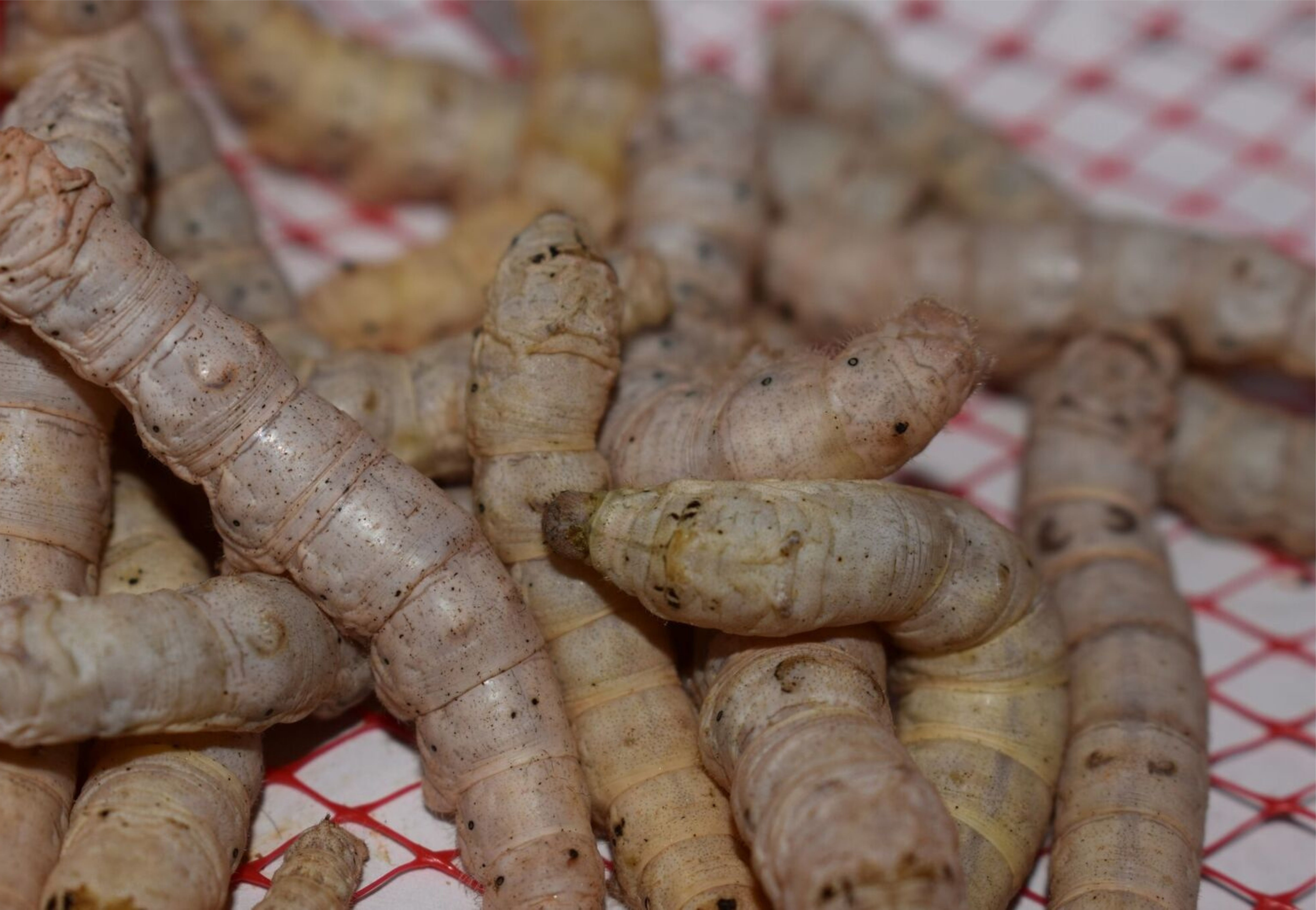 PremiumCrickets.ca Large Live Silkworms