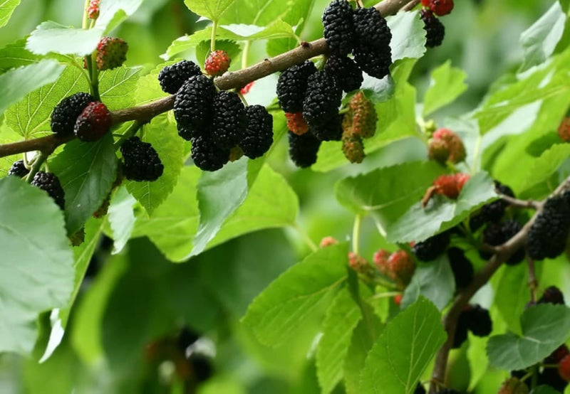 Load image into Gallery viewer, Fresh Black Mulberry Leaves