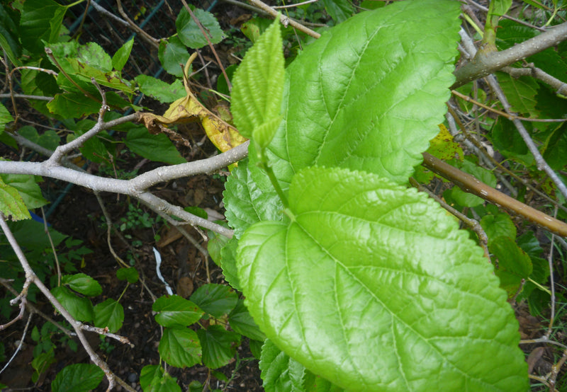 Load image into Gallery viewer, Fresh Black Mulberry Leaves