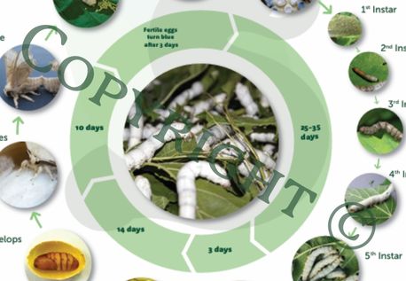 Load image into Gallery viewer, Life Cycle Poster