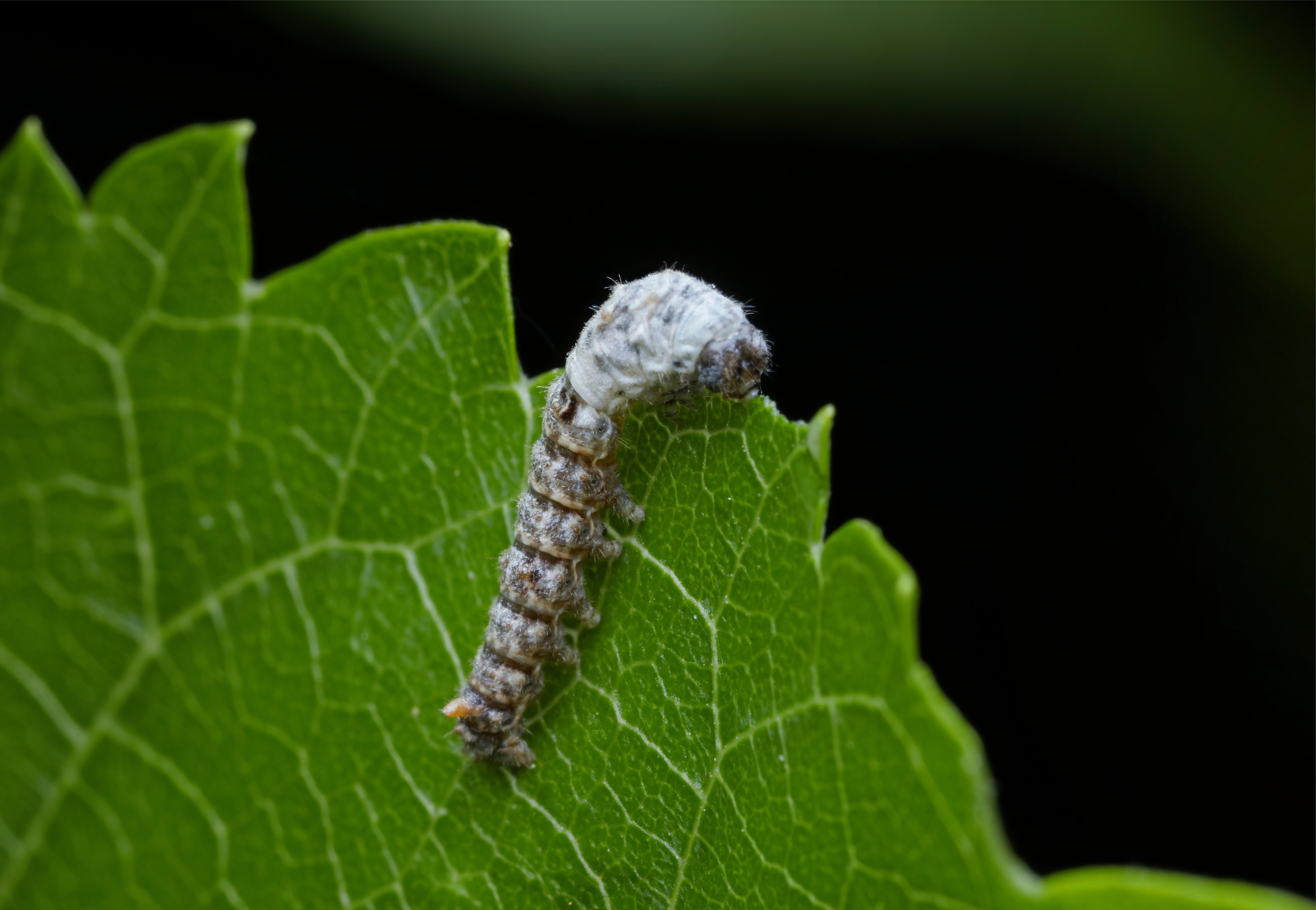 Recorp Inc. Live Silkworms Small