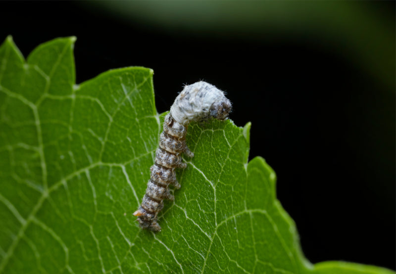 Load image into Gallery viewer, Live Silkworms Small
