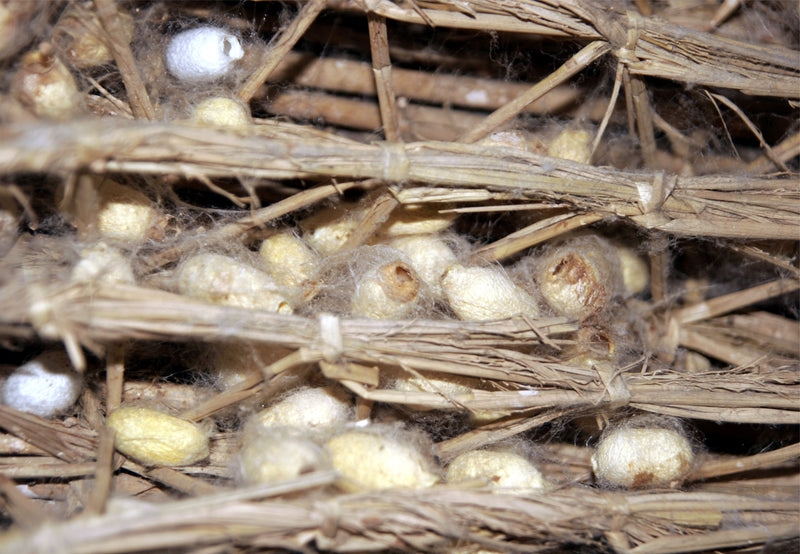 Load image into Gallery viewer, Waste Silkworm Cocoons