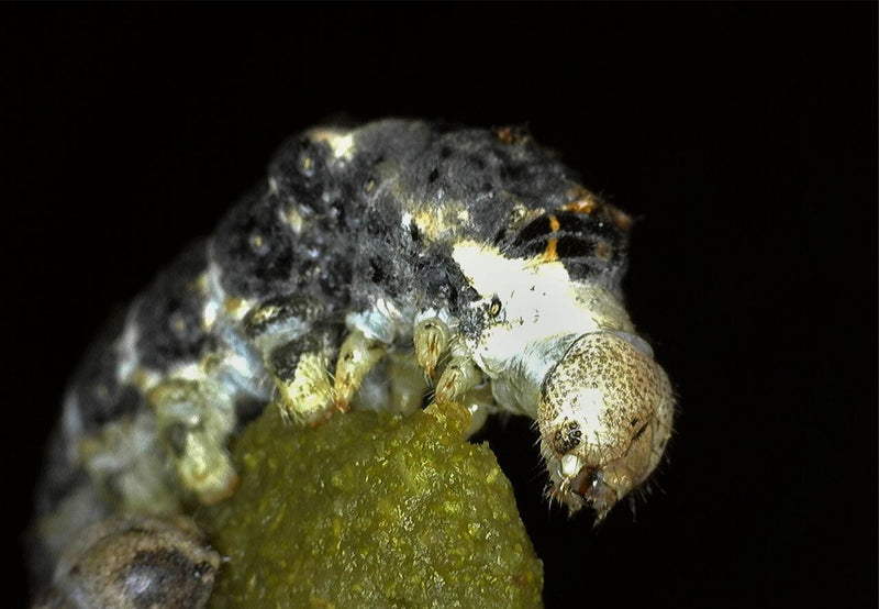 Load image into Gallery viewer, Large Rearing Pack