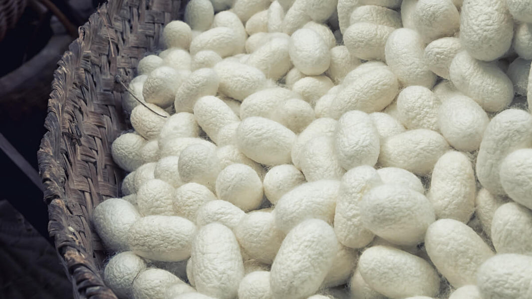 Silkworm silk vs spider thread strength, thickness & future uses