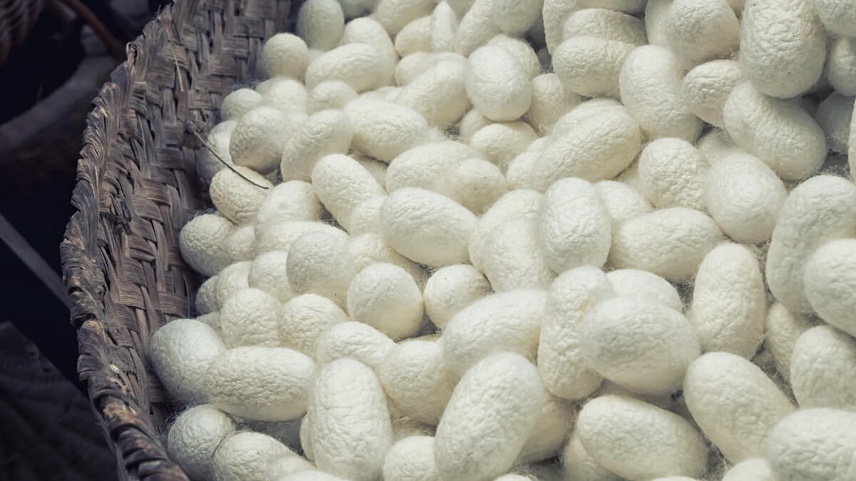 Silkworm silk vs spider thread: strength, thickness & future uses