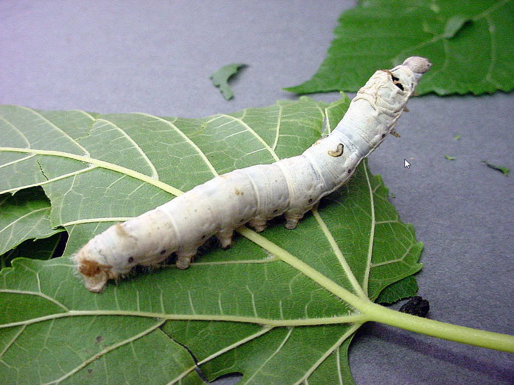 Damage to silkworms caused by pesticides and preventive measures – Everything Silkworms