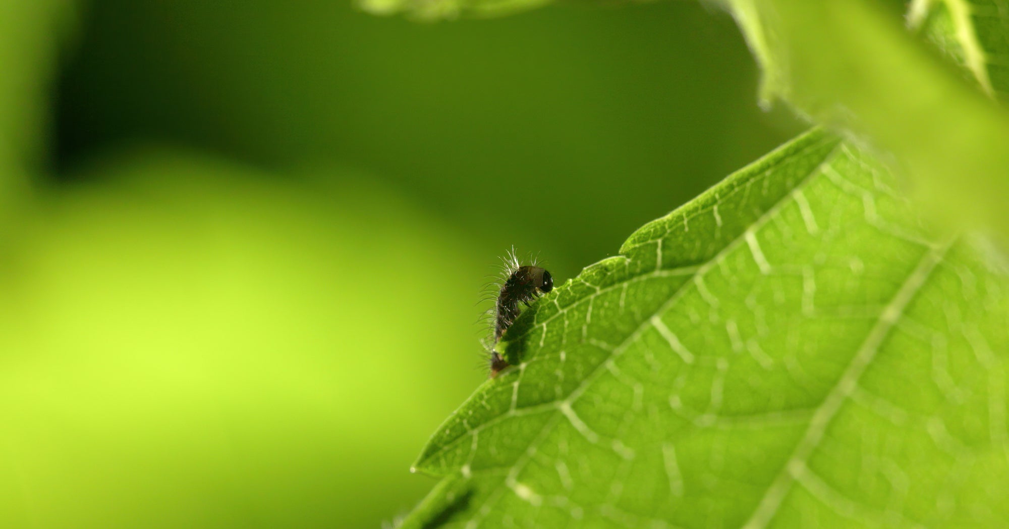 Year-round silkworm rearing