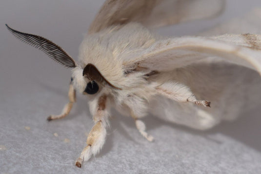 Specimens and Display