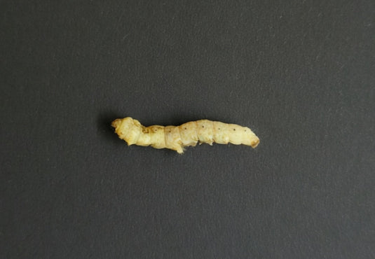 Freeze Dried Silkworms