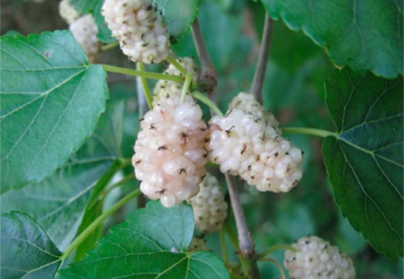 Load image into Gallery viewer, White Mulberry (Morus alba) – Small Seedling
