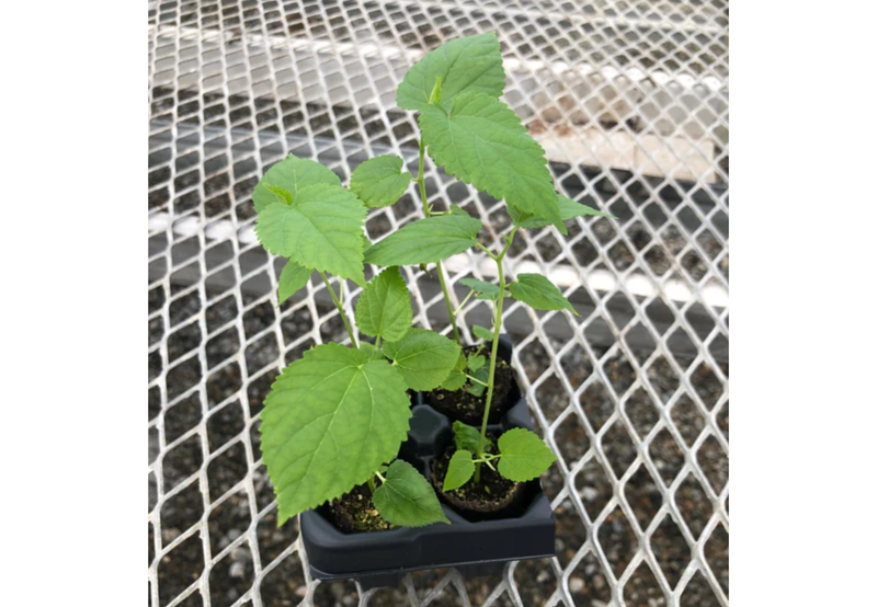 Load image into Gallery viewer, White Mulberry (Morus alba) – Small Seedling
