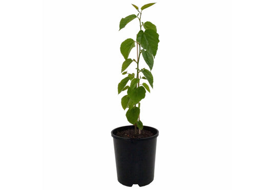White Mulberry (Morus alba) – Small Rooted Cutting