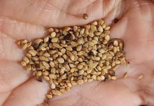Seeds - White Mulberry (Morus alba)