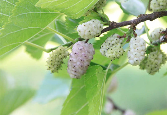 Fresh White Mulberry Leaves
