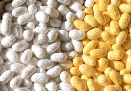 Live Silk Cocoons