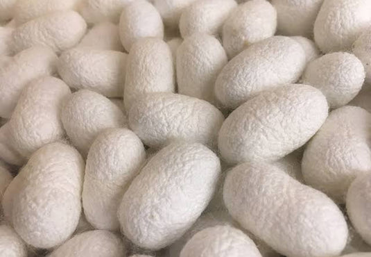 Live Silk Cocoons